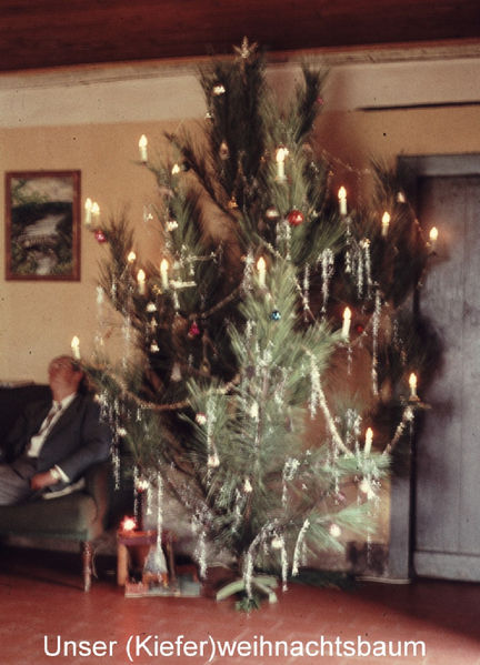 Datei:Unser Kieferweihnachtsbaum.jpg